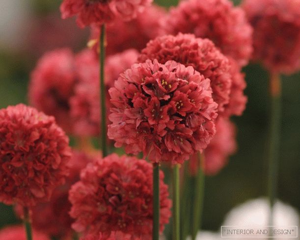 Armeria - svetlo šopek na vašem vrtu