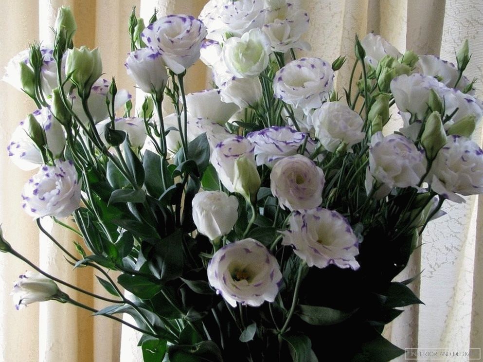 Bouquet belih eustomov