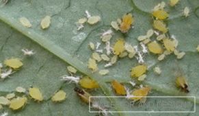 Aphid - fotografije žuželk na listi kumare