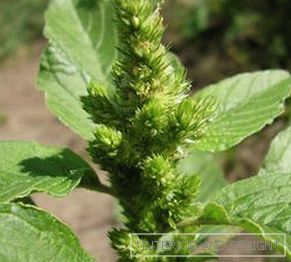 Plevel na vrtu: vrste, imena in fotografije